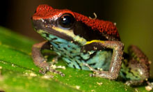 Ecuador Tierra Viva Foundation. Ecuador Volunteer. International Voluntary Organization. International volunteering. Volunteer organization. Community Development